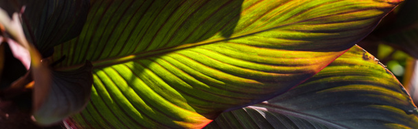 Horní pohled na zelené listy s červenými liniemi, panoramatický záběr - Fotografie, Obrázek