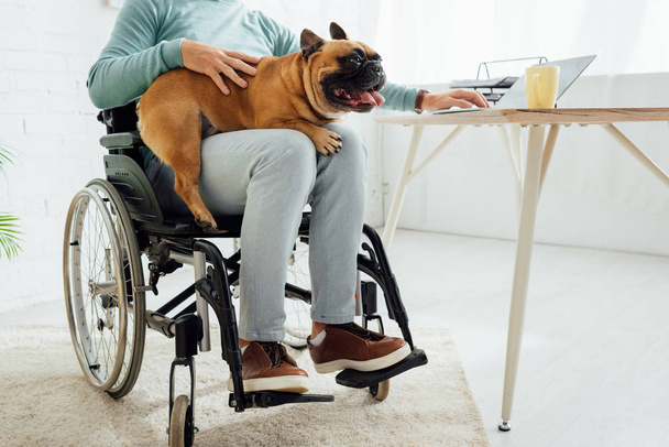 Άποψη του ανθρώπου σε αναπηρικό αμαξίδιο που κρατά το γαλλικό μπουλντόγκ στα γόνατα και χρησιμοποιεί φορητό υπολογιστή - Φωτογραφία, εικόνα