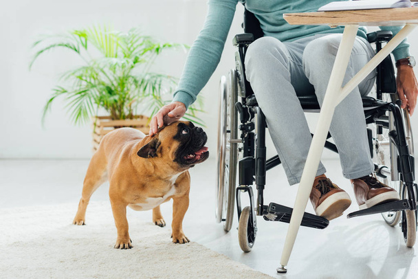 Cropped view of man in wheelchair stroking french bulldog - Foto, imagen