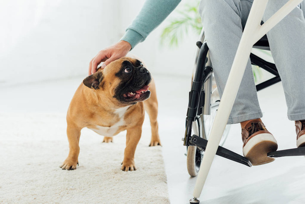 Cropped view of man in wheelchair stroking french bulldog in living room - Foto, immagini