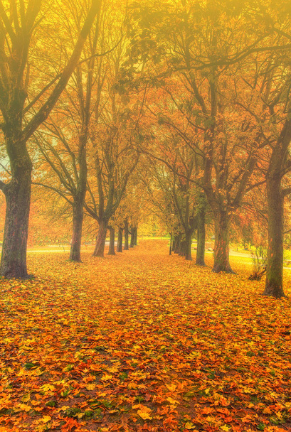 Collection of Beautiful Colorful Autumn Leaves / green, yellow, orange, red - Photo, Image