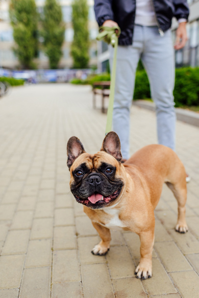 Selective focus of french bulldog looking at camera and man with leash at background - Foto, imagen