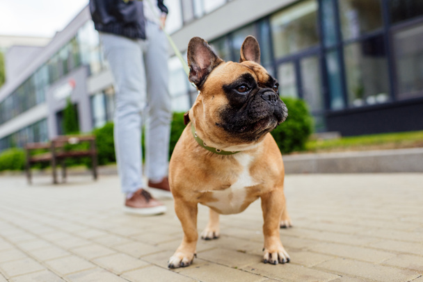 Selectieve focus van franse bulldog en man met riem op straat - Foto, afbeelding