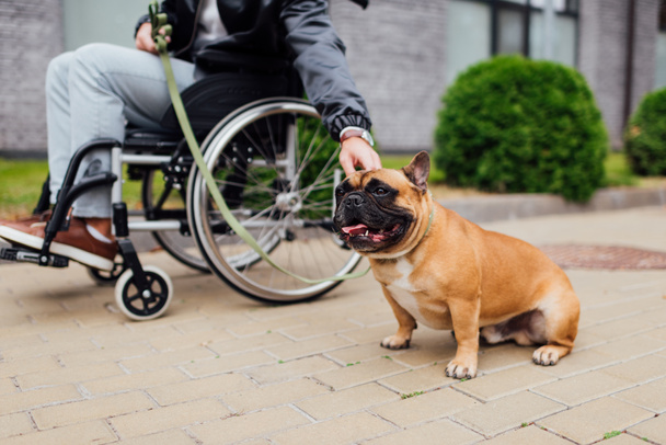 Cropped view of disabled man attaching leash to french bulldog on street - Photo, Image