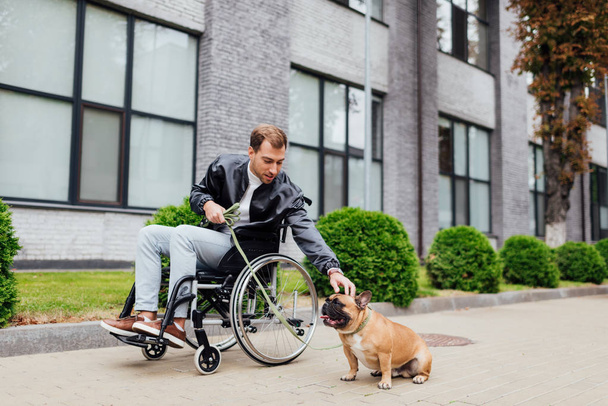 Disabled man attaching leash to french bulldog on urban street - Fotoğraf, Görsel