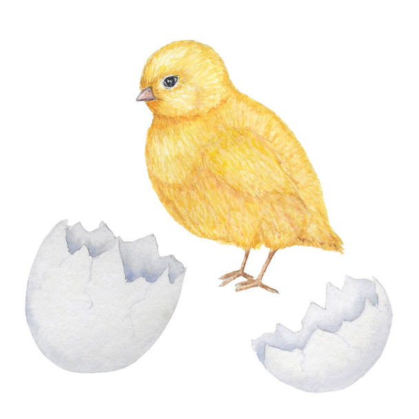 Watercolor hand drawn yellow chiken with egg shell. Colorful easter bird on white background. Cute holiday illustration with chikens baby. Element for your design for invitation, poster, card, banner. - Fotoğraf, Görsel
