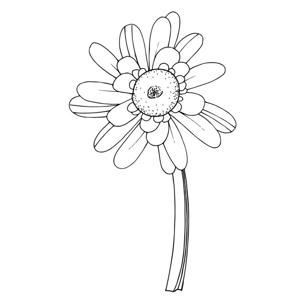 Vettore Gerbera fiore botanico floreale. Bianco e nero inciso
 - Vettoriali, immagini