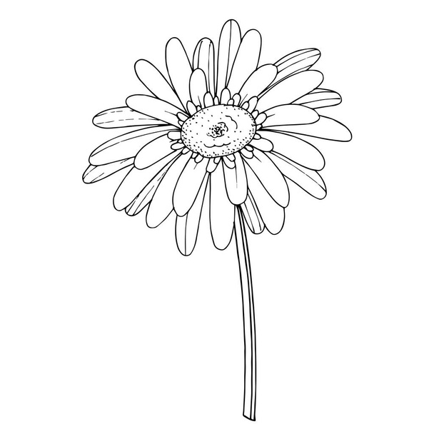 Vector Gerbera floral botanical flower. Black and white engraved - Vector, Image