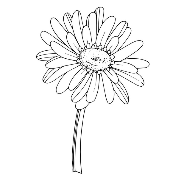 Vector Gerbera floral botanical flower. Black and white engraved - Vektor, Bild