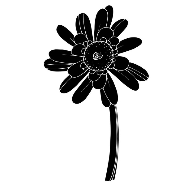 Vector Gerbera floral botanical flower. Black and white engraved - Vector, imagen