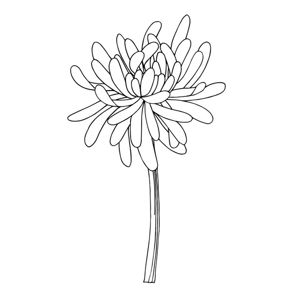 Vector Chrysant botanische bloem. Zwart-wit gegraveerde inktkunst. Geïsoleerde chrysanten illustratie-element. - Vector, afbeelding