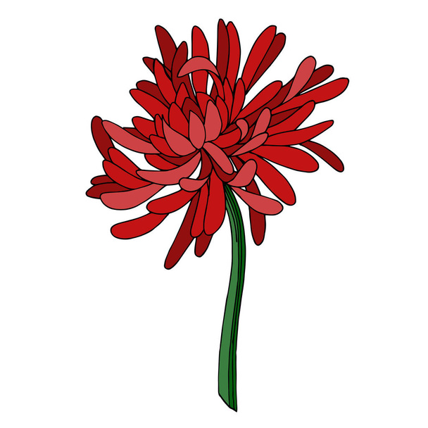 Flor botánica del crisantemo vectorial. Tinta grabada en blanco y negro. Elemento de ilustración de crisantemo aislado
. - Vector, imagen