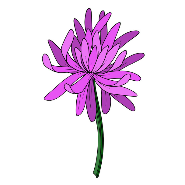 Vecteur Chrysanthème fleur botanique. Encre gravée en noir et blanc. Élément d'illustration de chrysanthème isolé
. - Vecteur, image