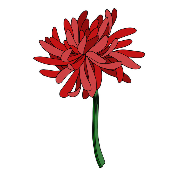 Vector Chrysanthemum botanical flower. Black and white engraved ink art. Isolated chrysanthemum illustration element. - Vector, afbeelding