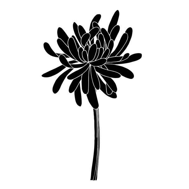 Krizantém vektor botanikai virág. Fekete-fehér vésett tinta művészet. Izolált krizantém illusztrációs elem. - Vektor, kép