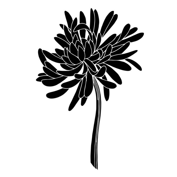 Vector Chrysanthemum botanical flower. Black and white engraved ink art. Isolated chrysanthemum illustration element. - Vector, Image