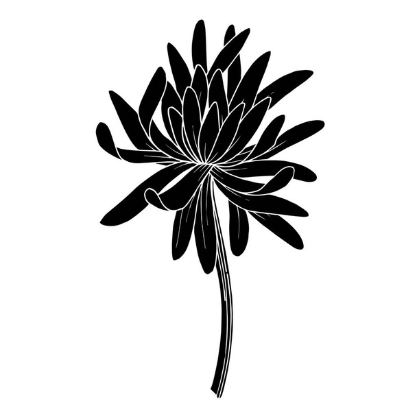 Vector Chrysanthemum botanical flower. Black and white engraved ink art. Isolated chrysanthemum illustration element. - Wektor, obraz