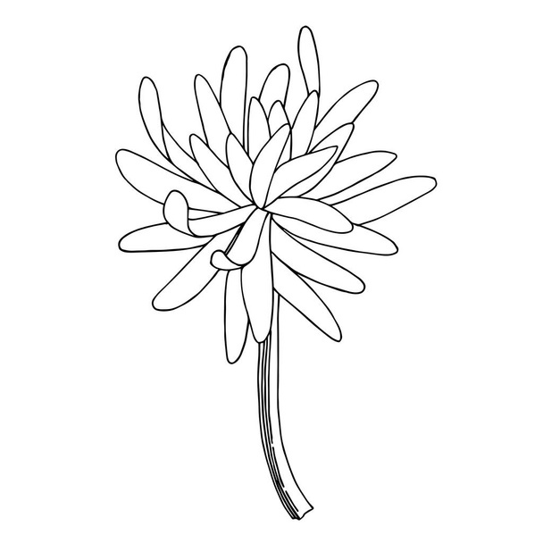 Vector Chrysanthemum botanical flower. Black and white engraved ink art. Isolated chrysanthemum illustration element. - ベクター画像