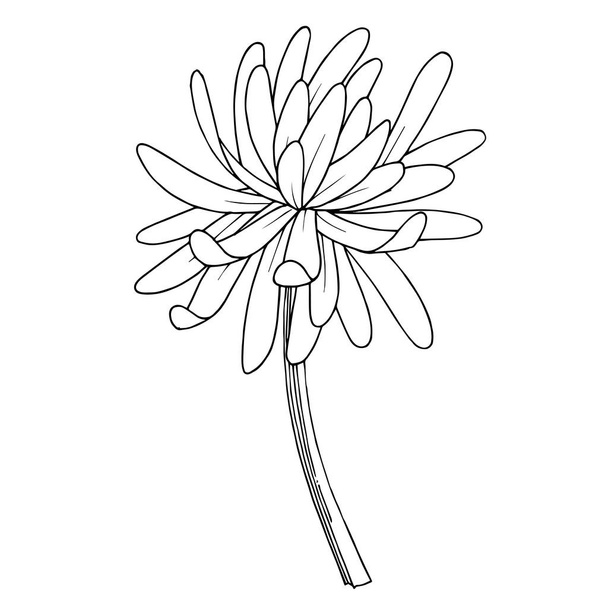 Vektorové chryzantémy botanické květiny. Černobílý rytý inkoust. Izolovaný ilustrační prvek chryzantémy. - Vektor, obrázek