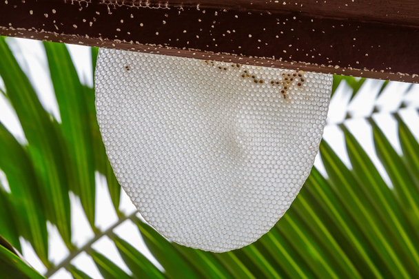 Peine de abeja blanco
 - Foto, Imagen