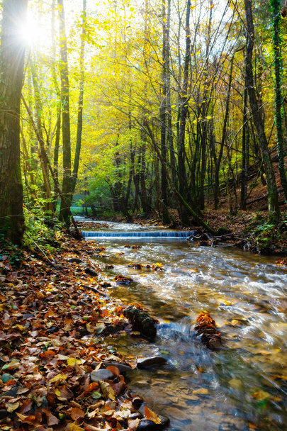 Krásný potok v podzimním lese se sluncem zářícím větvemi stromů - Fotografie, Obrázek