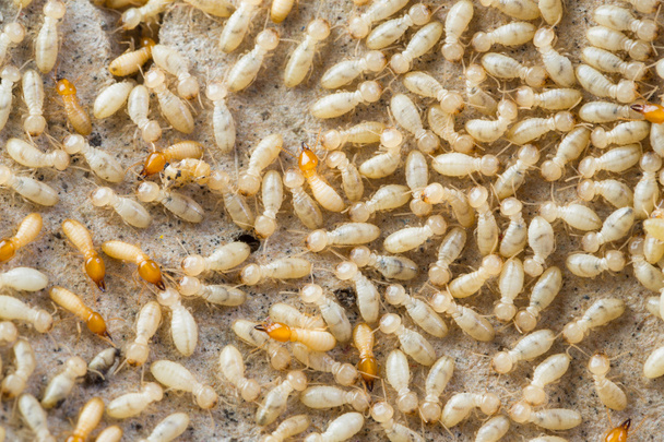 Termites in Thailand - Photo, Image