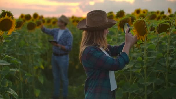 Young woman and man on the sunflowers field in nature at sunset - Video