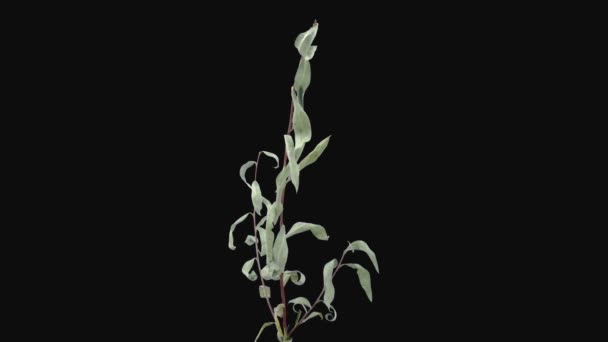 Time-lapse of resurrection Willow (or sallows or osiers) branch leaves 3b3-rev in RGB + ALPHA matte format isolated on black background, time reverse - 映像、動画
