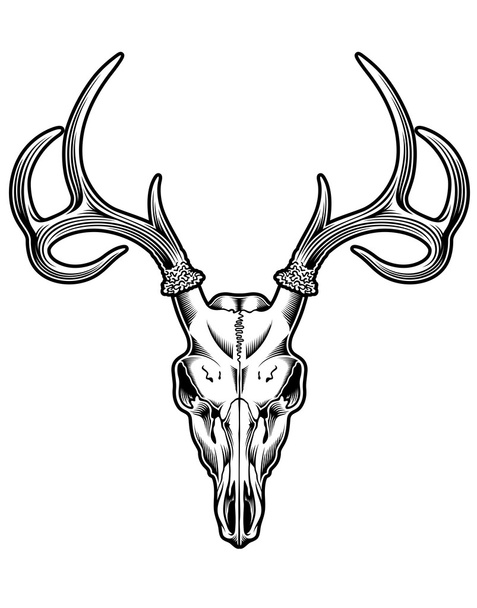 Vettore del cranio di cervo
 - Vettoriali, immagini