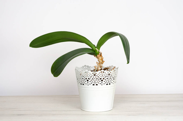 Gros plan d'une plante naturelle en pot dans un pot de fer blanc sur une table de mobilier blanc sur fond blanc
 - Photo, image