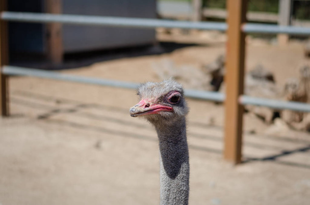 Close-up cabeça de avestruz comum em um parque zoológico durante o verão
  . - Foto, Imagem