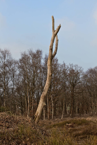 Dead tree in the autumnal forest in north Germany. - 写真・画像