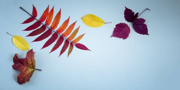 Bright autumn leaves on a blue background. - Photo, Image