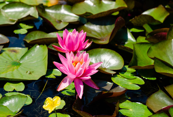 Nymphaea pubescens or pink water lily blooming on the surface of a lake . - 写真・画像
