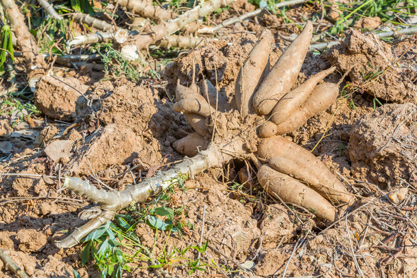 キャッサバの収穫 - 写真・画像