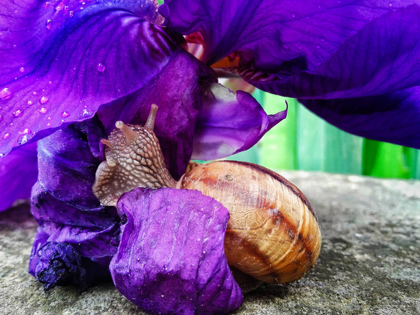 Равлик їсть фіолетову петунію
 - Фото, зображення