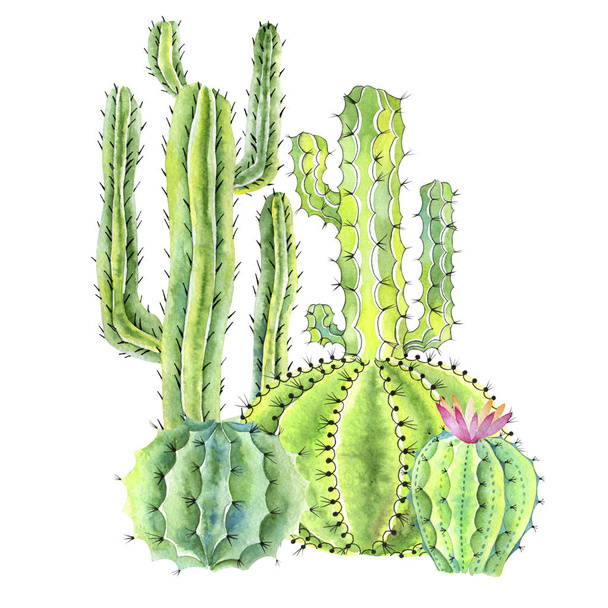 Cacti are blooming. Watercolor. - Photo, Image