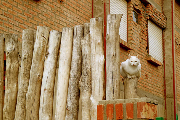 Valkoinen kissa istuu maalaismainen puu aita ulkopuolella tiilinen talo
 - Valokuva, kuva