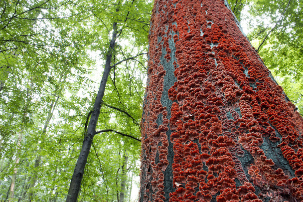 Red mushrooms on the bark of a tree in the forest - Photo, Image