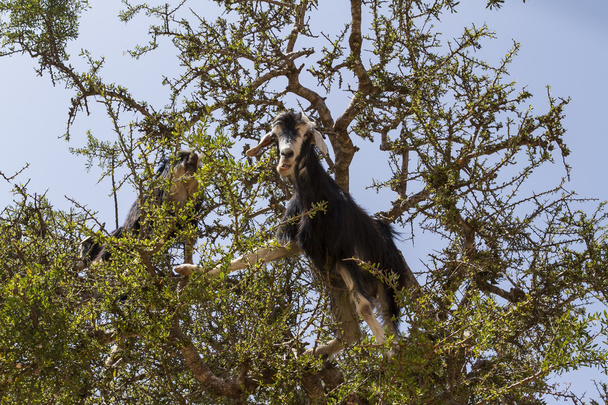 Goats in the argan tree - Photo, Image