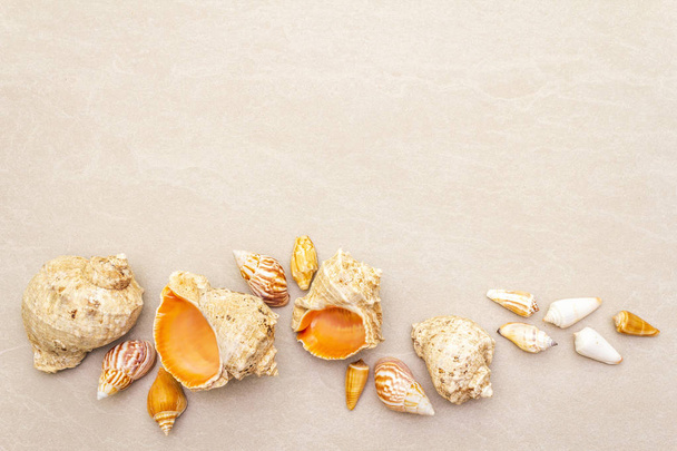 Seashells summer background. Lots of different seashells piled together, copy space, top view. - Photo, Image
