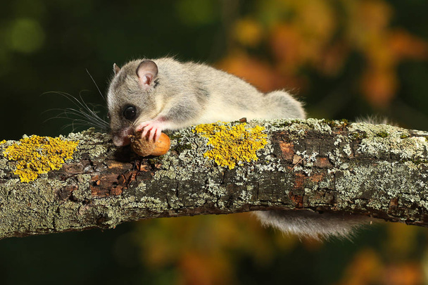 Syötävä pähkinähiiri, Glis häikäisy syö tammenterho oksalla
 - Valokuva, kuva