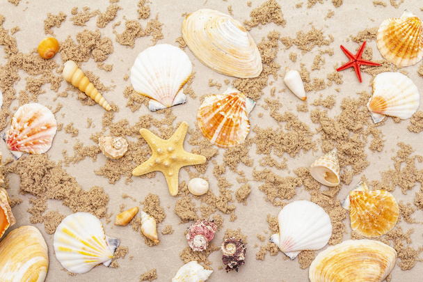 Seashells sandy summer background. Lots of different seashells piled together, copy space, top view, close up. - Photo, Image