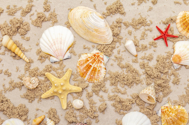 Seashells piaszczyste letnie tło. Wiele różnych muszli poskładanych razem, przestrzeń do kopiowania, widok z góry, zbliżenie. - Zdjęcie, obraz