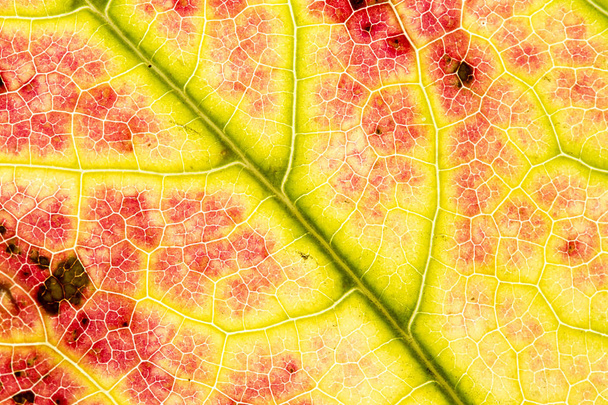 Colorful maple leaf and vein, structure - Photo, Image
