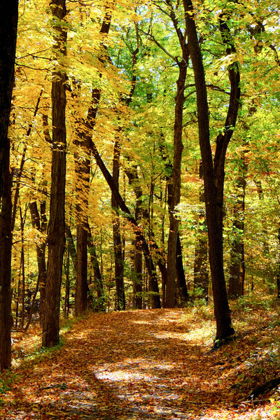 Egy ösvény egy erdőn át ősszel. - Fotó, kép