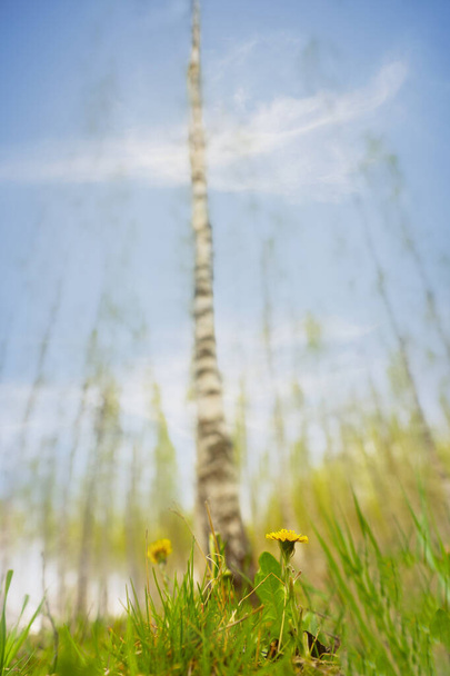 Низкий угол обзора одуванчика в березовых лесах ранней весной
 - Фото, изображение