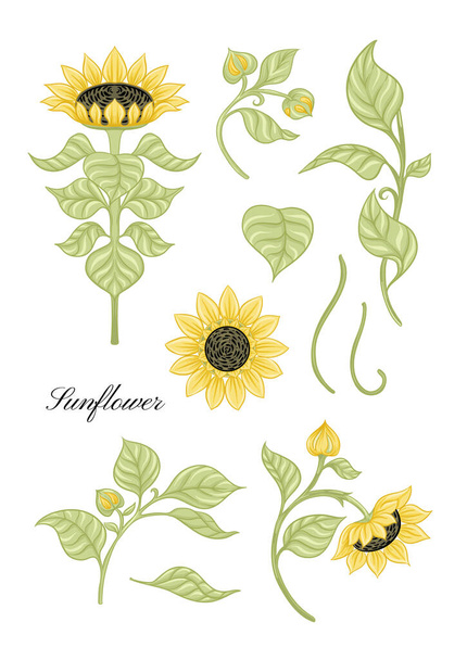 Sunflower color illustration - Wektor, obraz