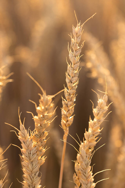 Plusieurs grandes oreilles de blé qui s'étendent vers le ciel sous le contre-jour, chaude soirée d'été
. - Photo, image