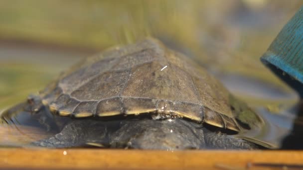 Pollution, ecology. Portrait young turtle sits in summer water next to a plastic cover. Macro detail reptile - Footage, Video